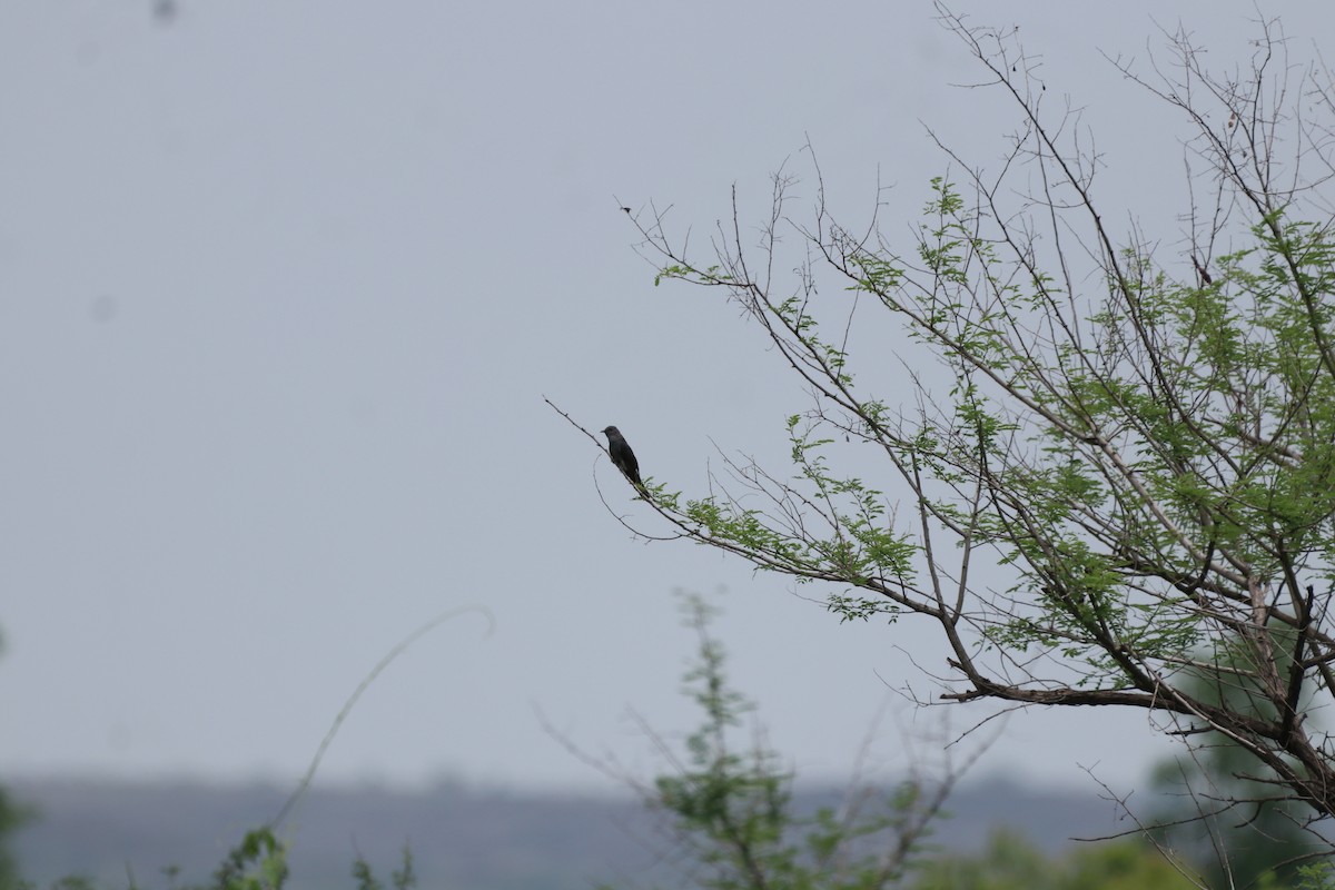 Gray-bellied Cuckoo - ML621227615