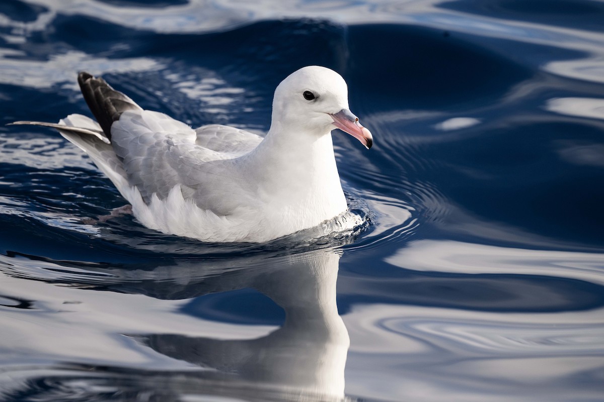 Southern Fulmar - ML621227616