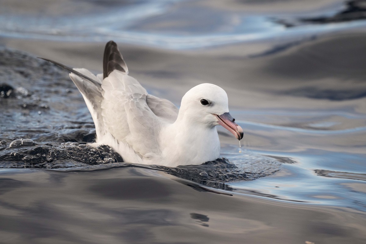 Southern Fulmar - ML621227624