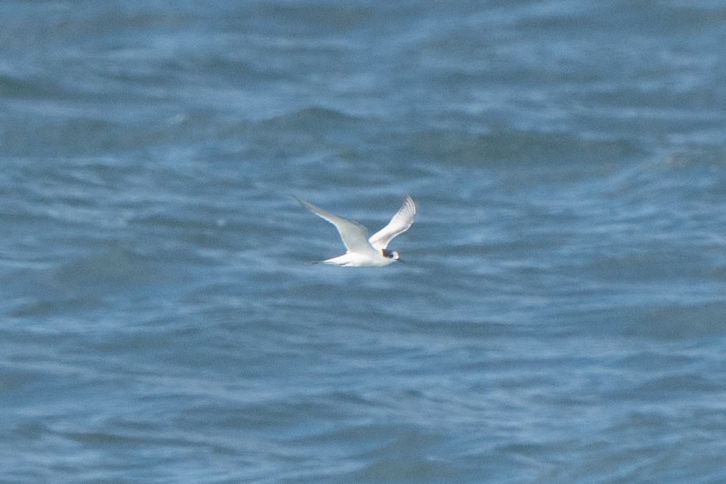 White-fronted Tern - ML621227625