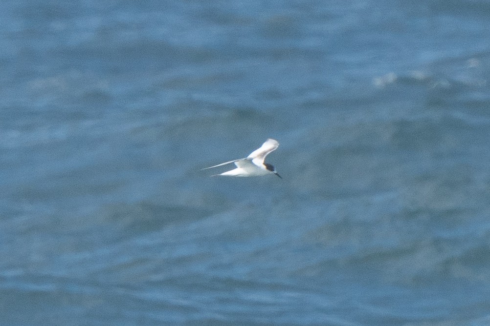 White-fronted Tern - ML621227626