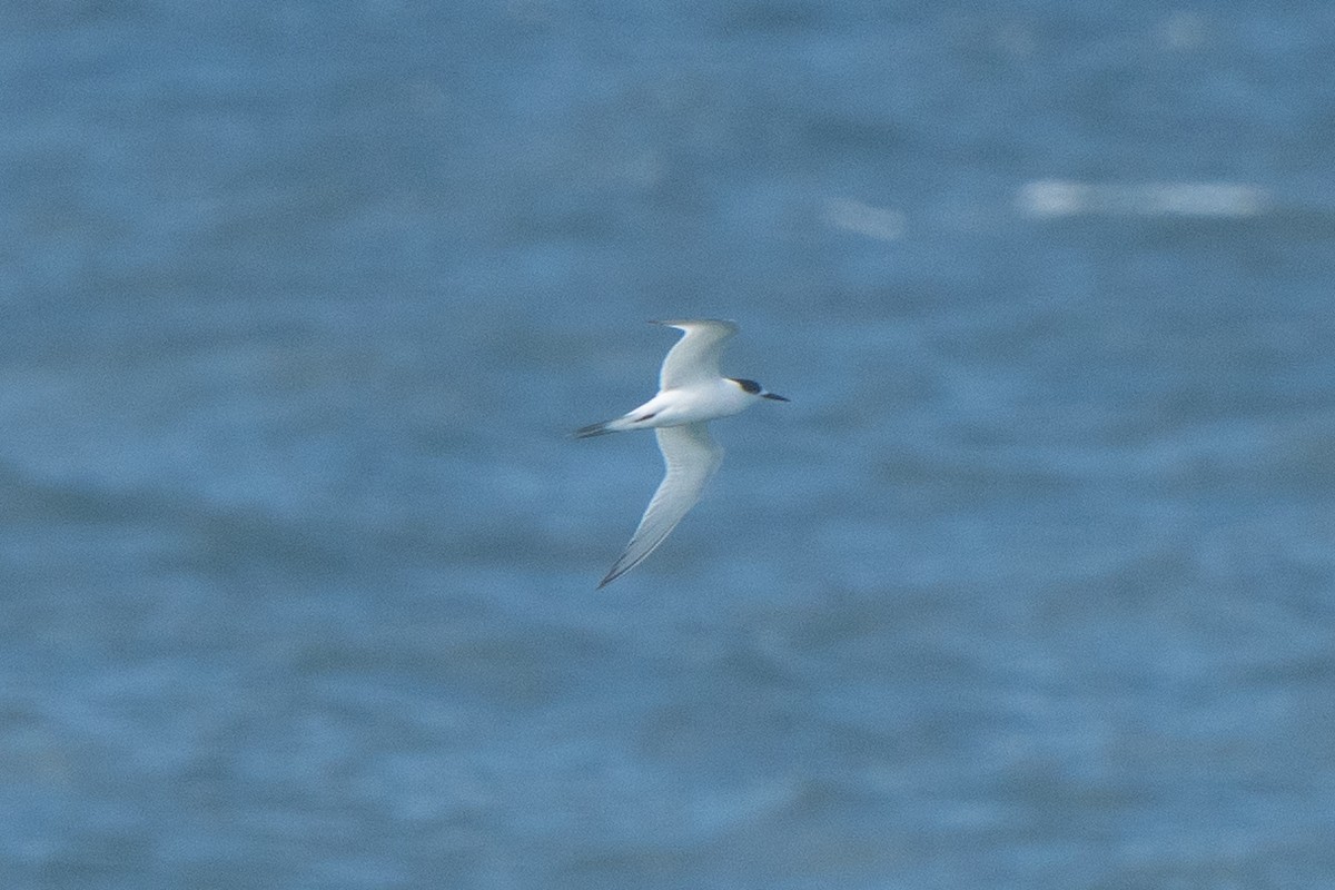 White-fronted Tern - ML621227627