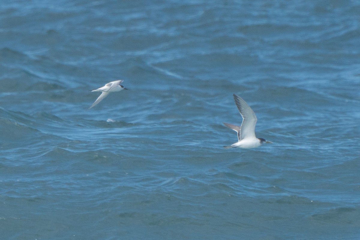 White-fronted Tern - ML621227628