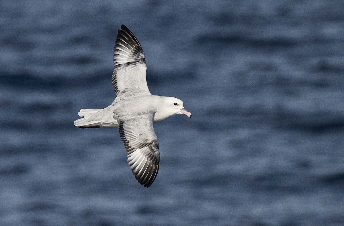 Southern Fulmar - ML621227630