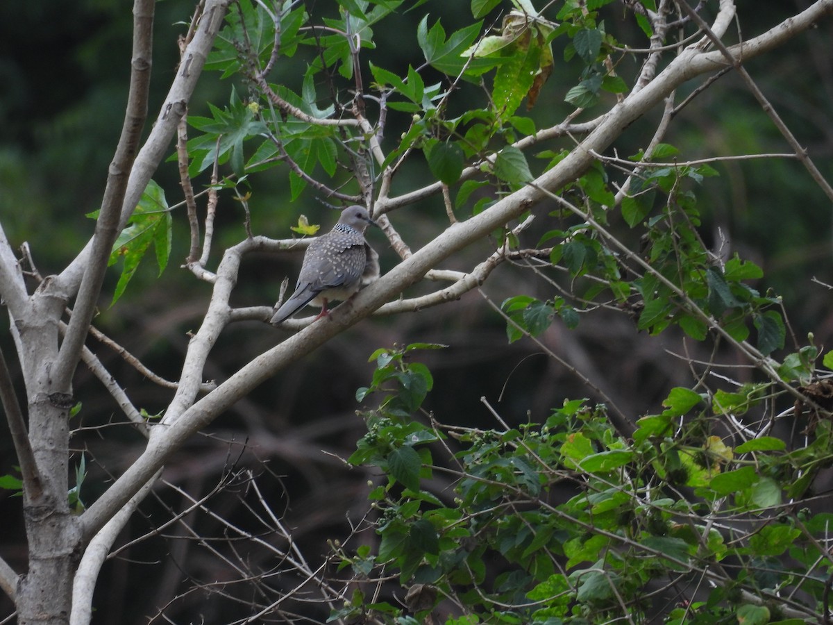 Spotted Dove - ML621227633