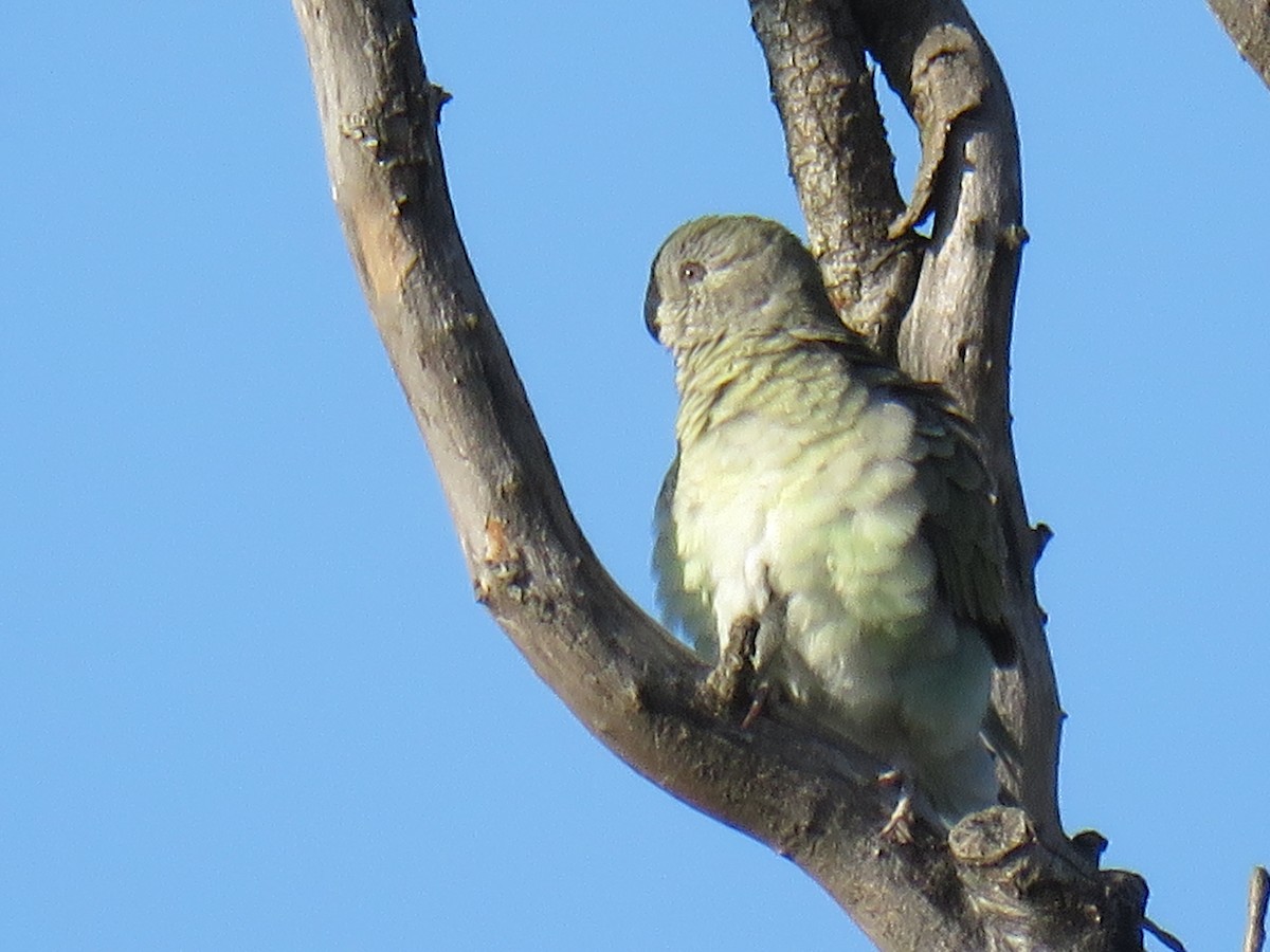 Red-rumped Parrot - ML621227683