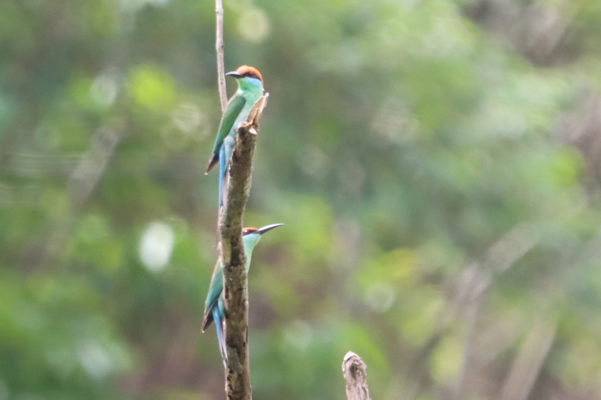 Rufous-crowned Bee-eater - ML621227697