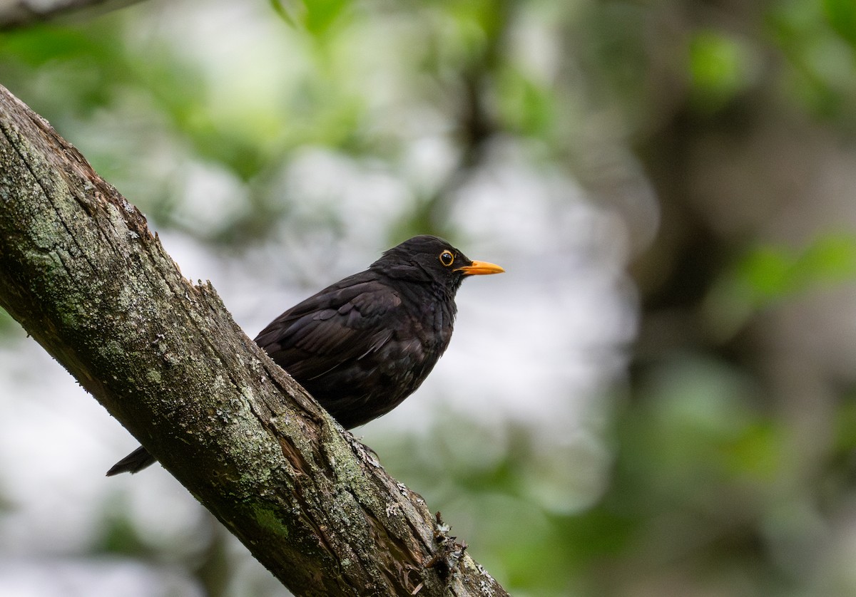 Amsel - ML621227698