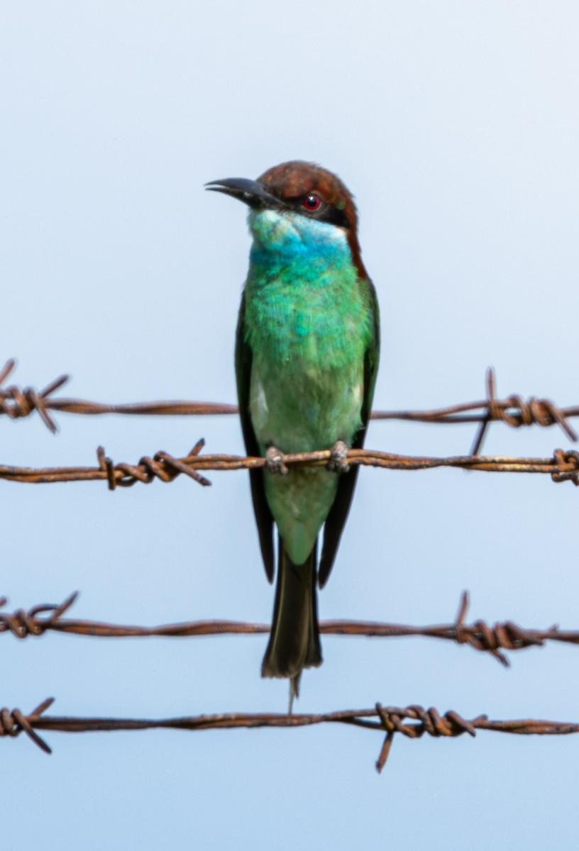 Blue-throated Bee-eater - ML621227709