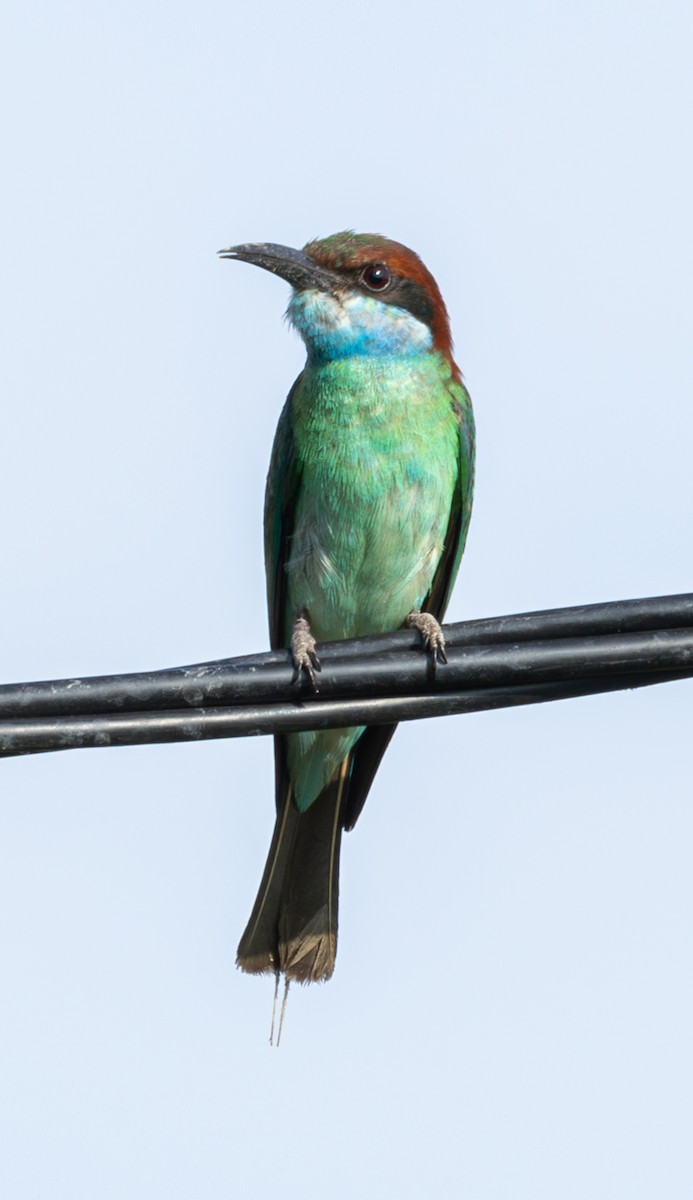 Blue-throated Bee-eater - ML621227712