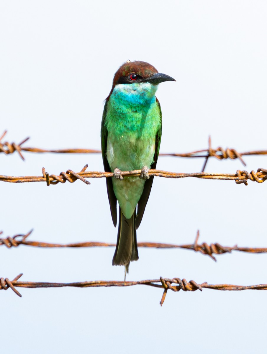 Blue-throated Bee-eater - ML621227717