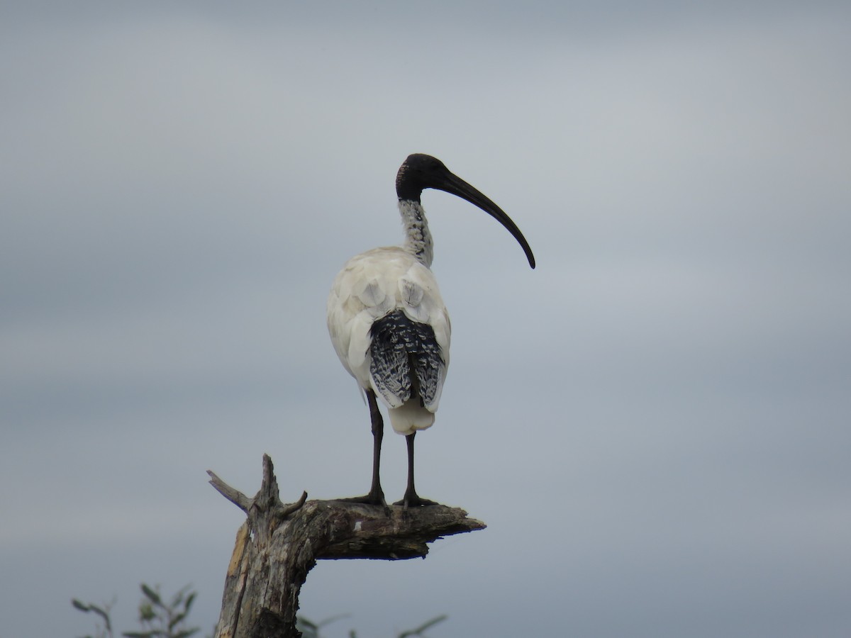 ibis australský - ML621227769