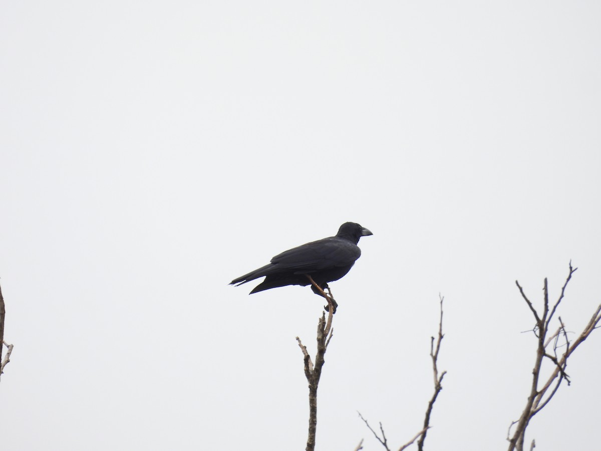 Large-billed Crow - ML621227777