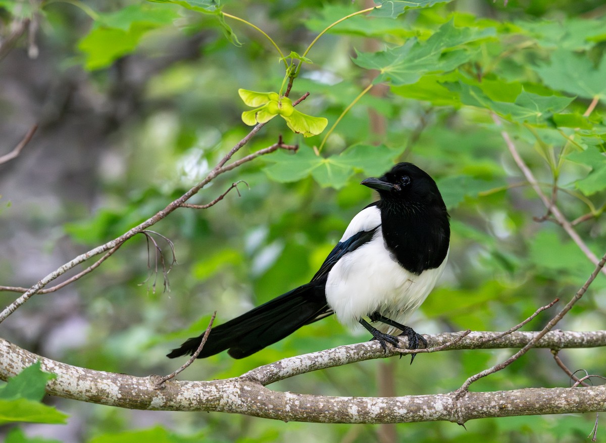 Eurasian Magpie (Eurasian) - ML621227784