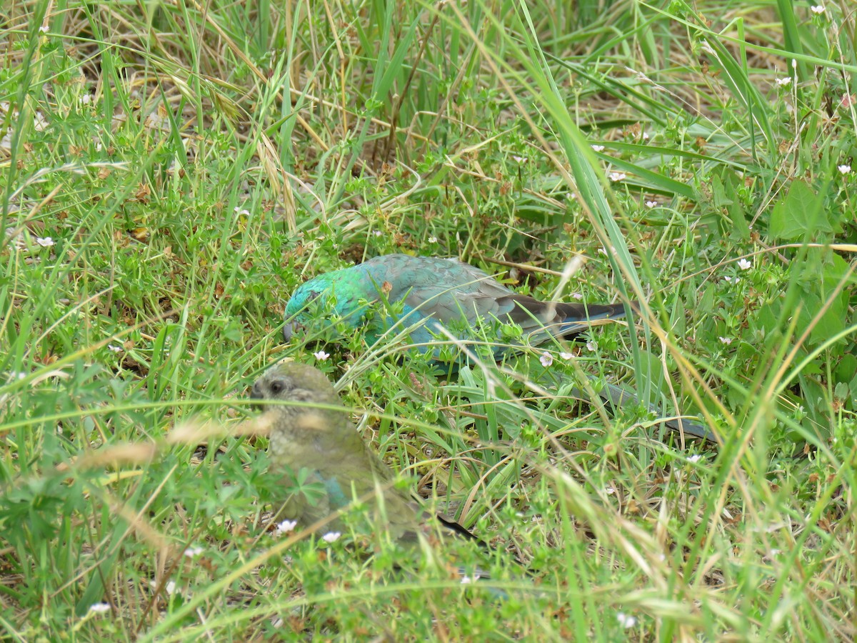 Red-rumped Parrot - ML621227790