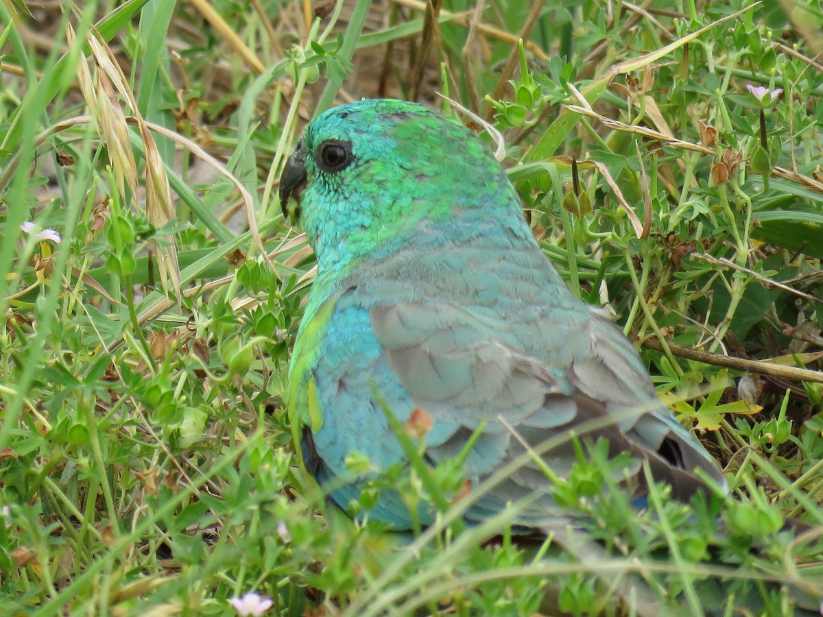 Red-rumped Parrot - ML621227792