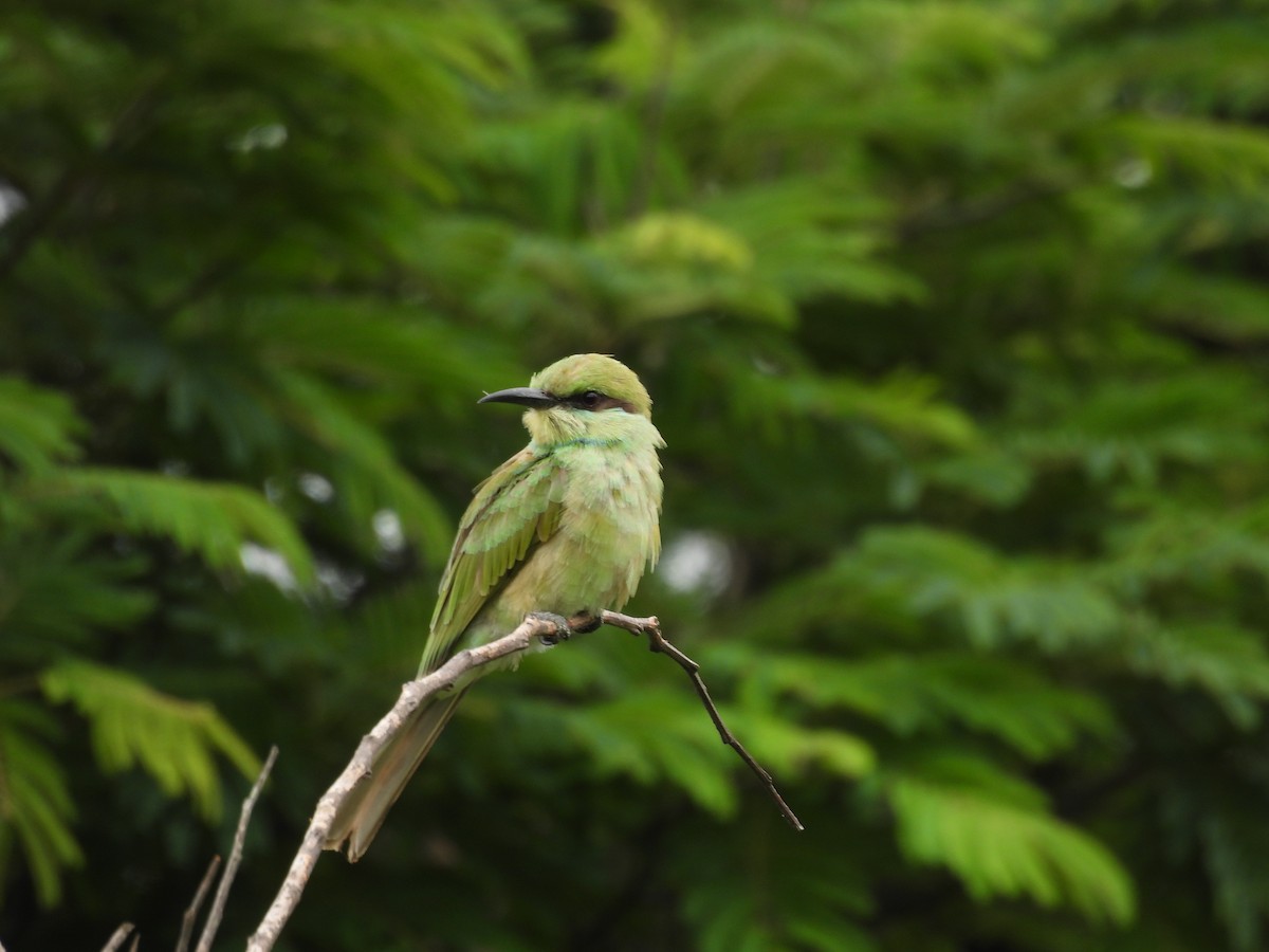 Asian Green Bee-eater - ML621227795