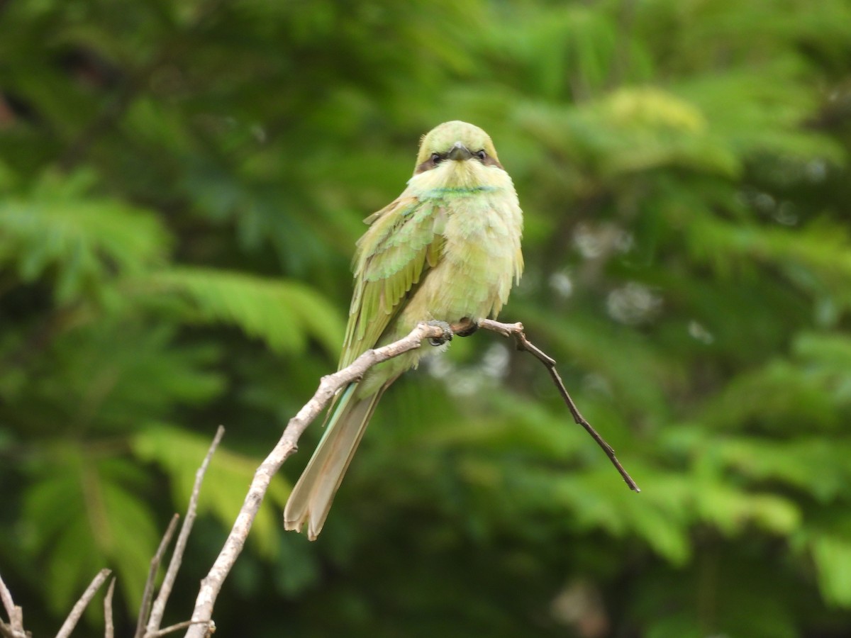 Asian Green Bee-eater - ML621227796