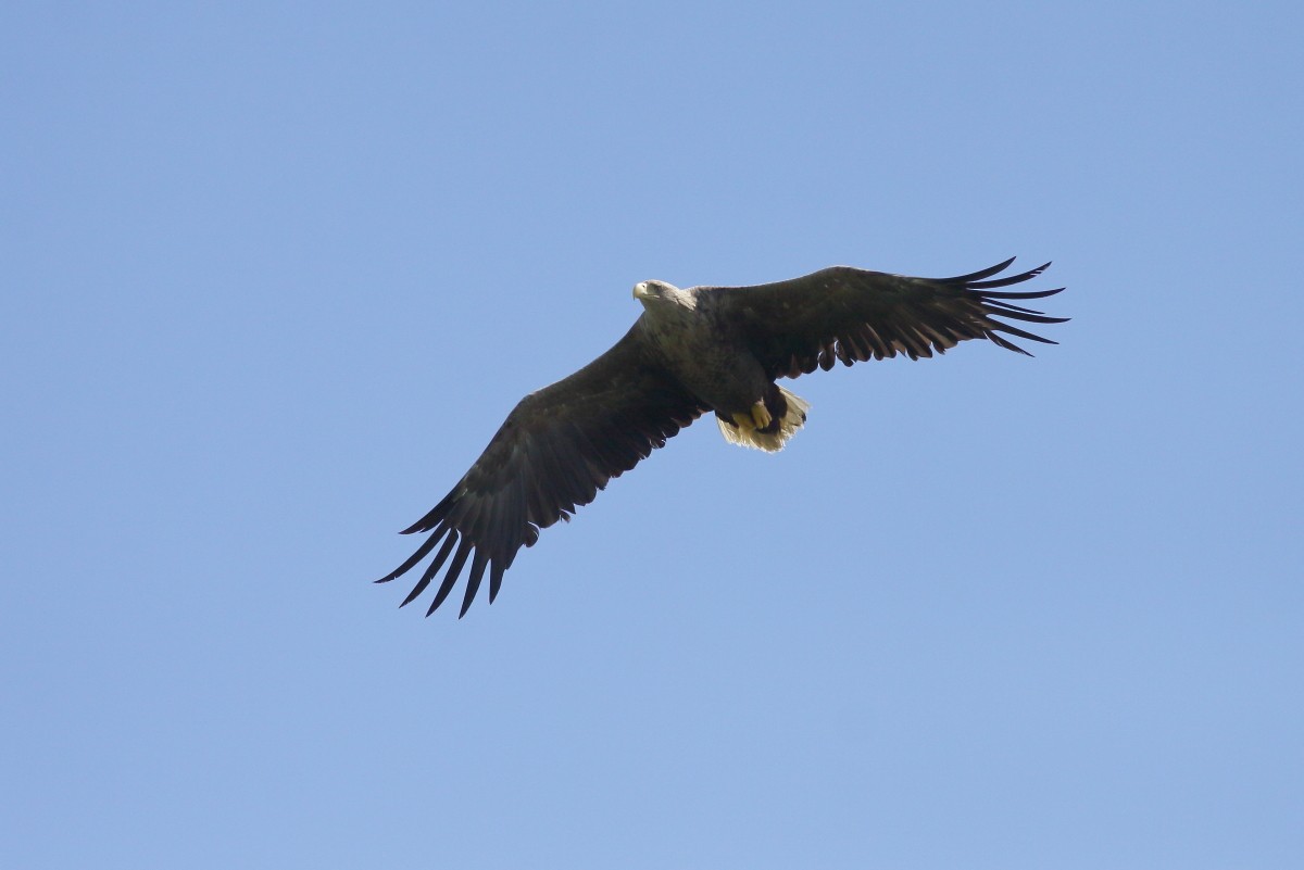 White-tailed Eagle - ML621227797