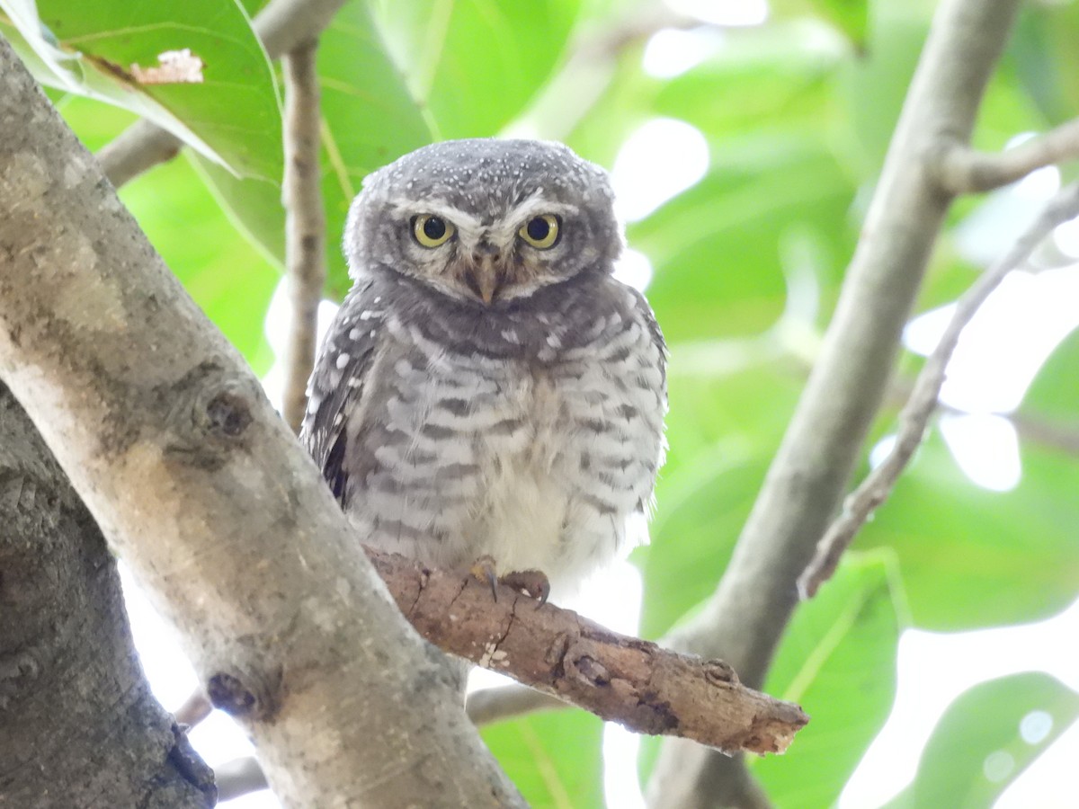 Spotted Owlet - ML621227812