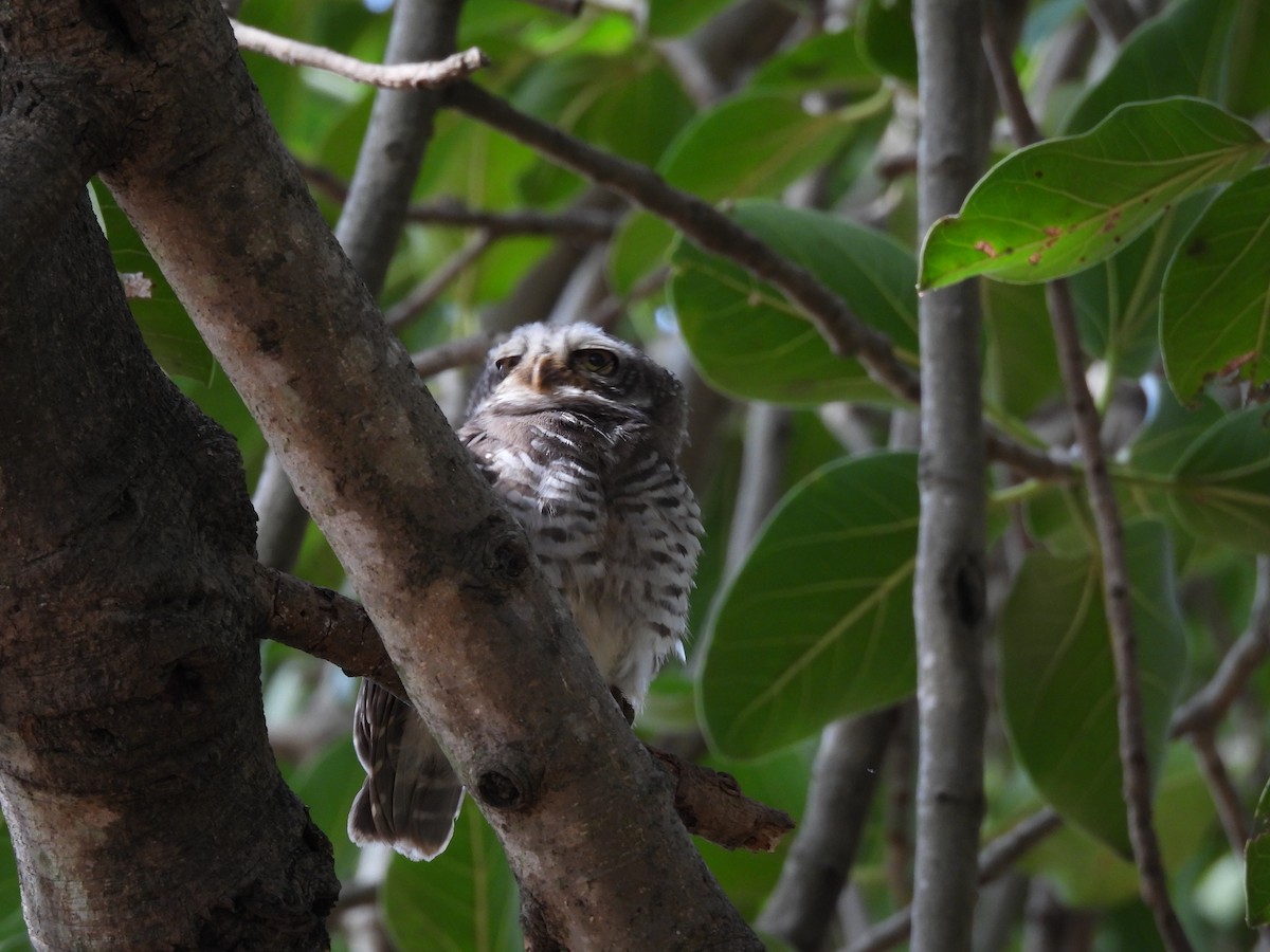 Spotted Owlet - ML621227813