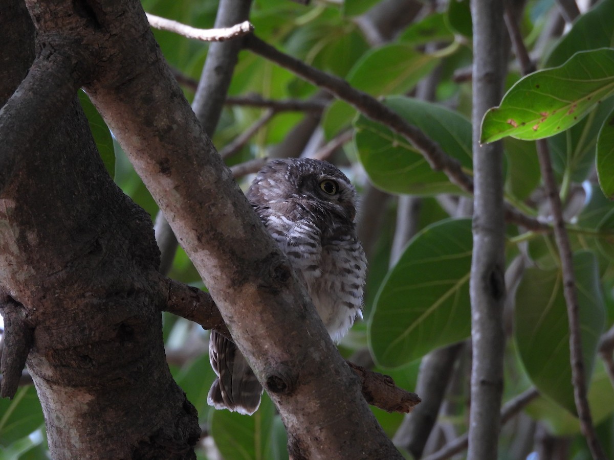Spotted Owlet - ML621227814
