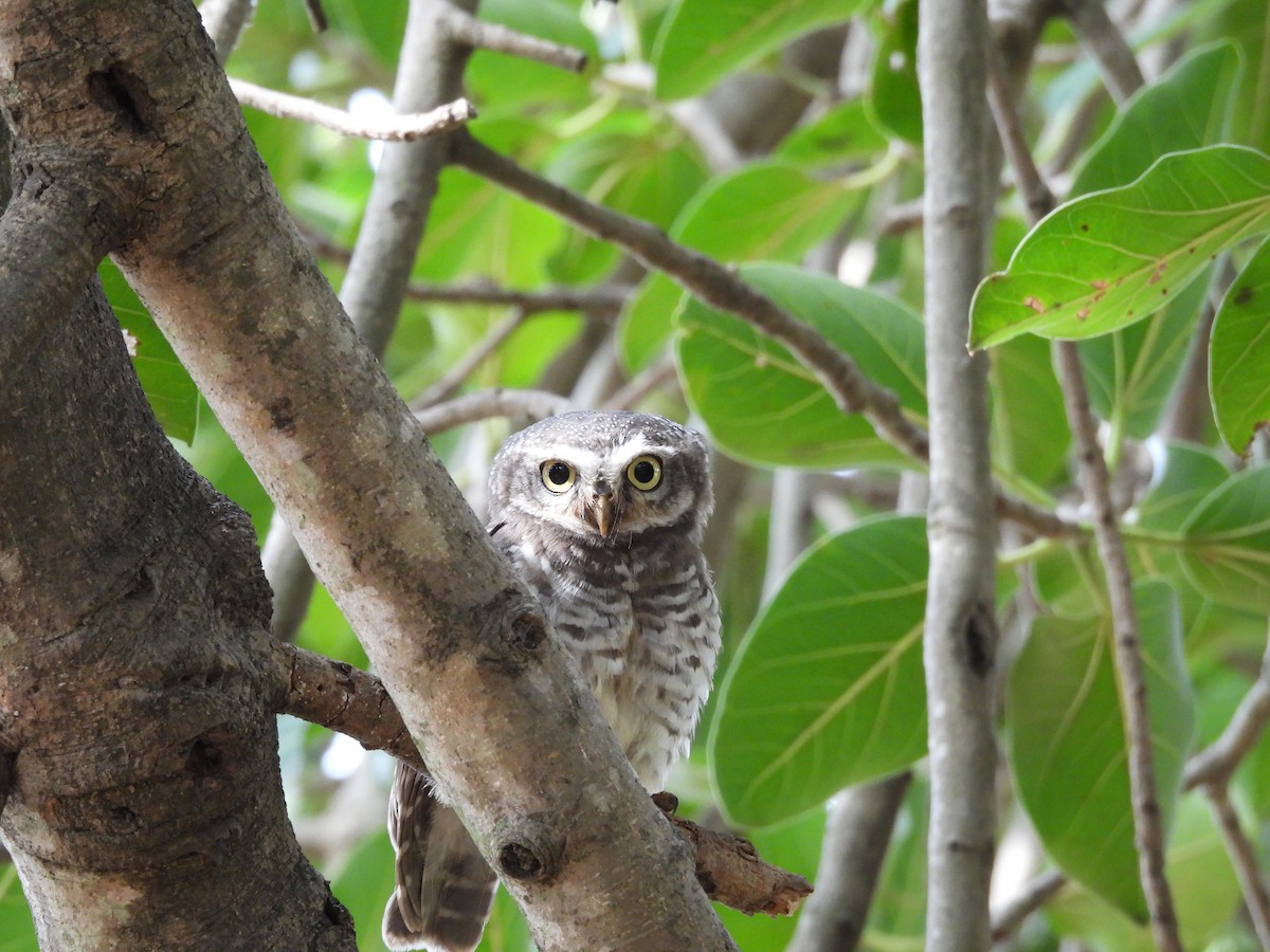 Spotted Owlet - ML621227815