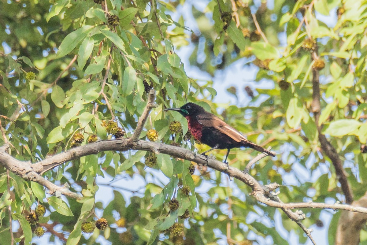 Scarlet-chested Sunbird - ML621227816