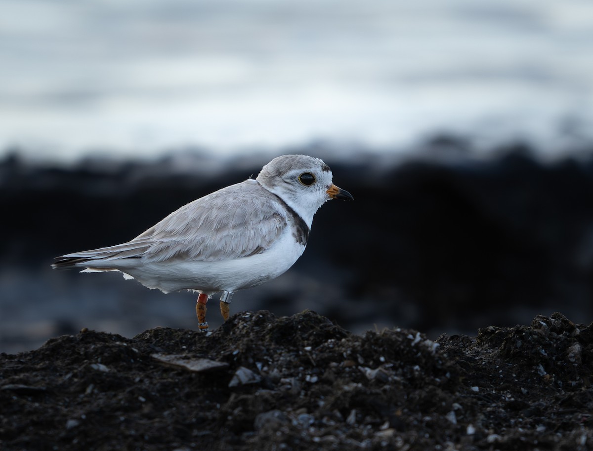 Piping Plover - ML621227839