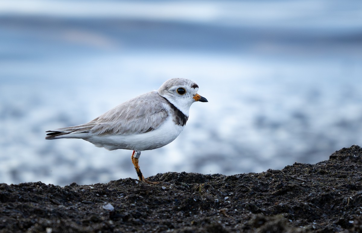 Piping Plover - ML621227840