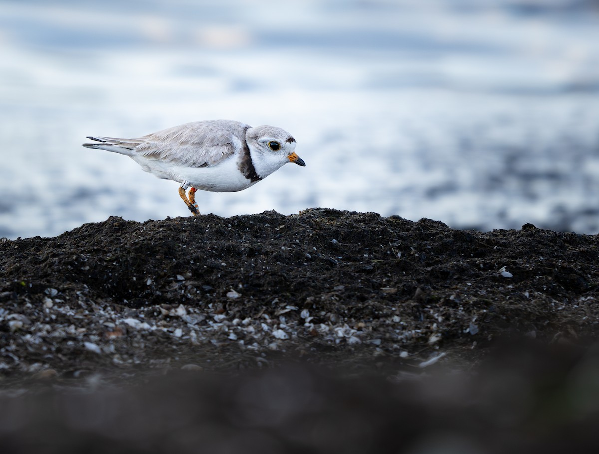 Piping Plover - ML621227841