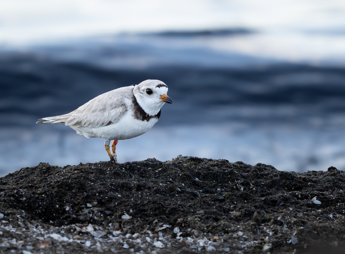 Piping Plover - ML621227842