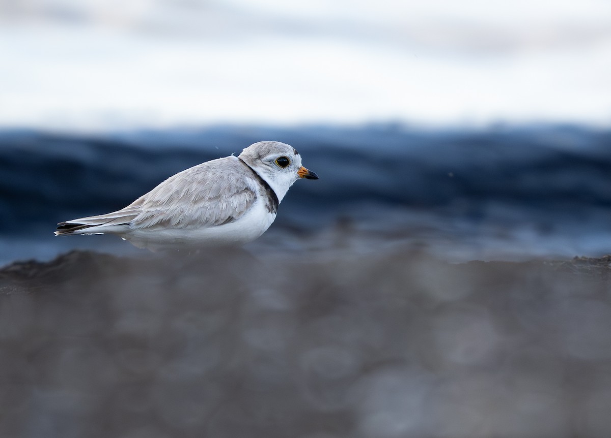 Piping Plover - ML621227843
