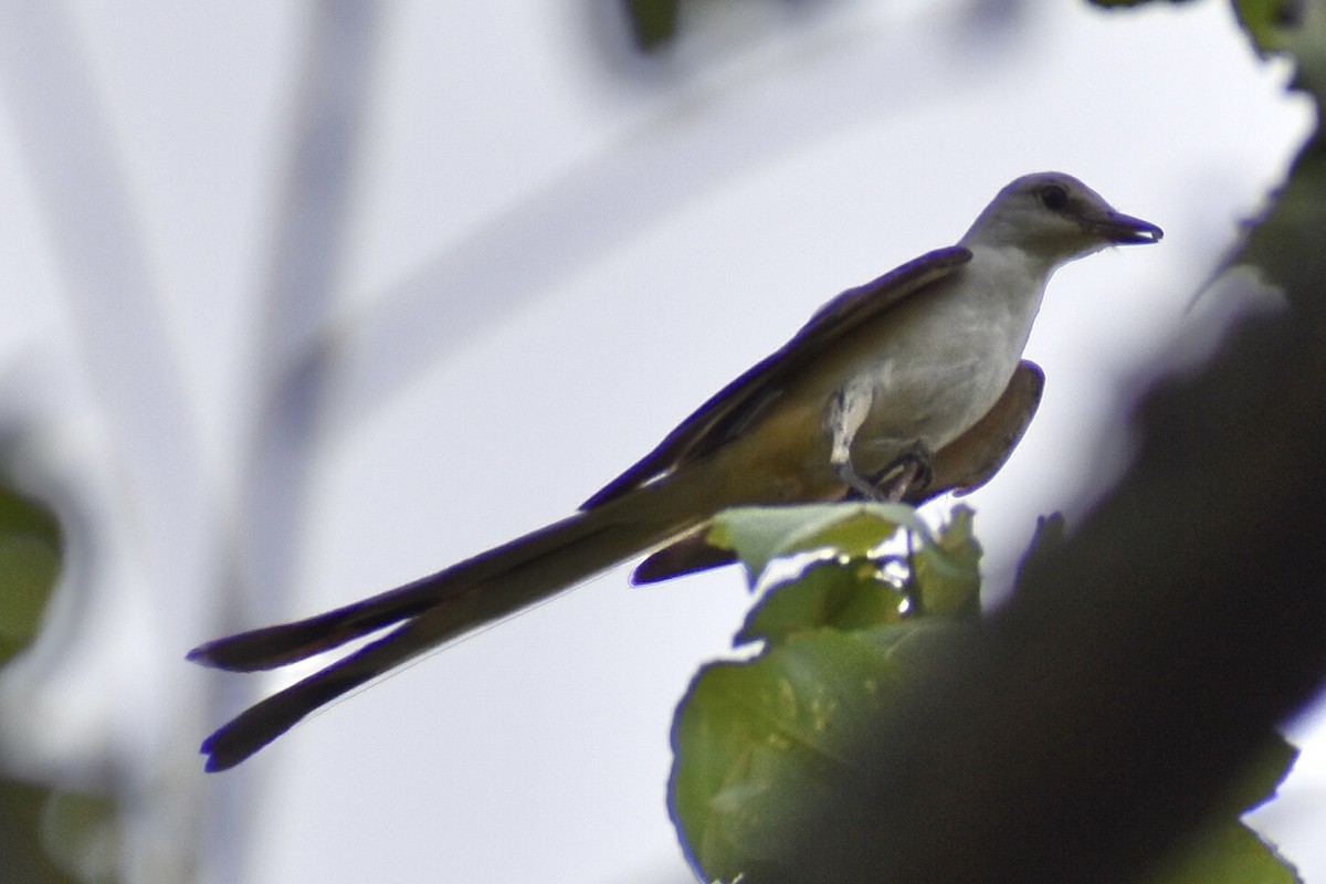 Scissor-tailed Flycatcher - ML621227860