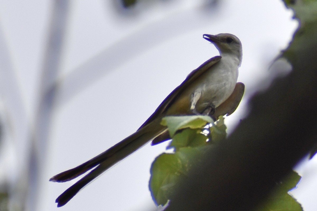 Scissor-tailed Flycatcher - ML621227862