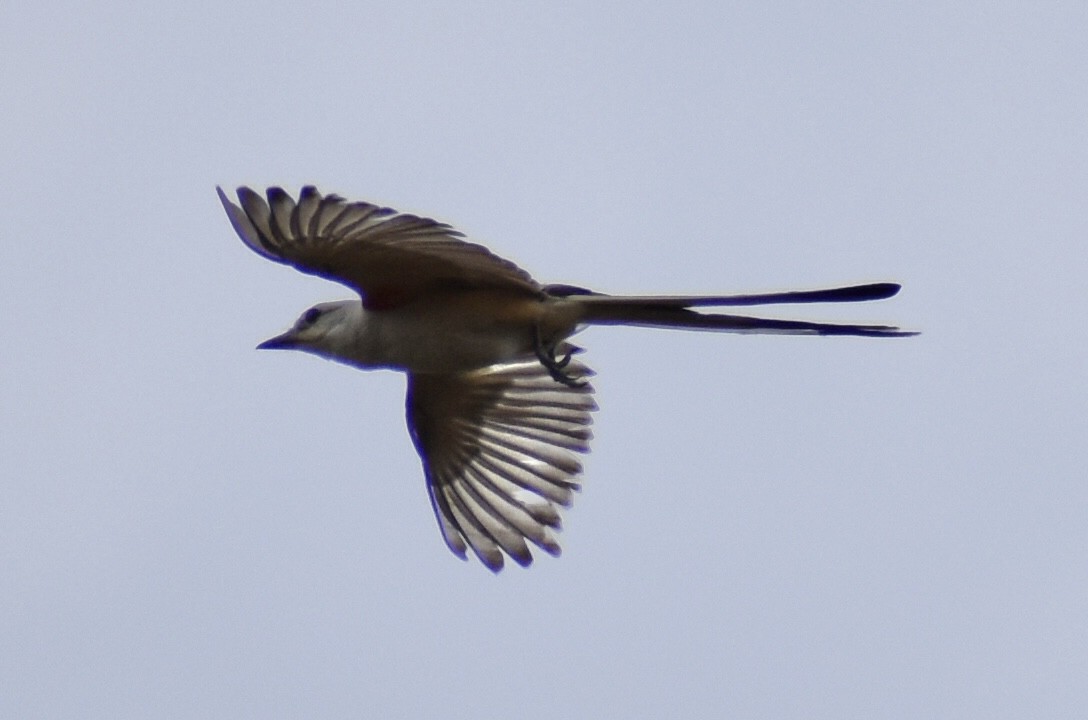 Scissor-tailed Flycatcher - ML621227864
