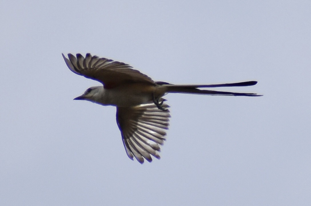 Scissor-tailed Flycatcher - ML621227864