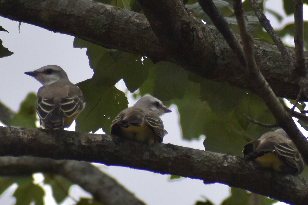 Scissor-tailed Flycatcher - ML621227865