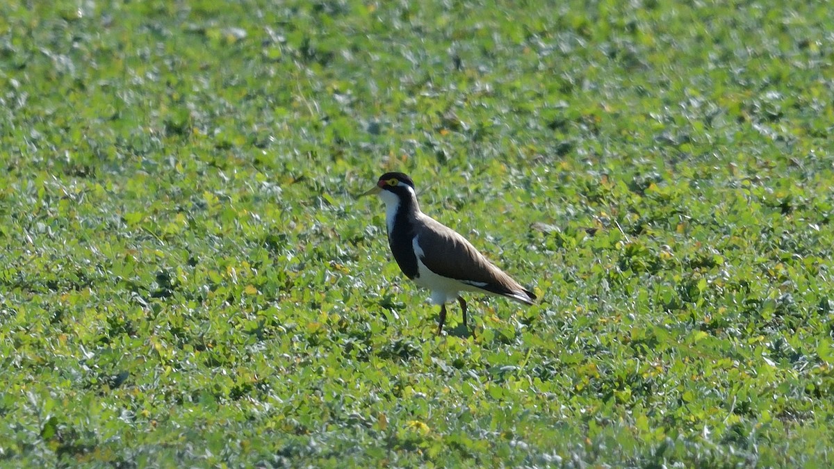 Banded Lapwing - ML621227871