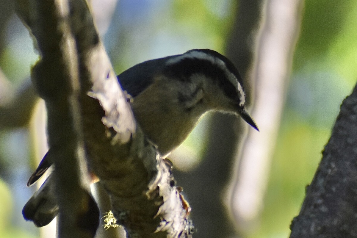 Red-breasted Nuthatch - ML621227900