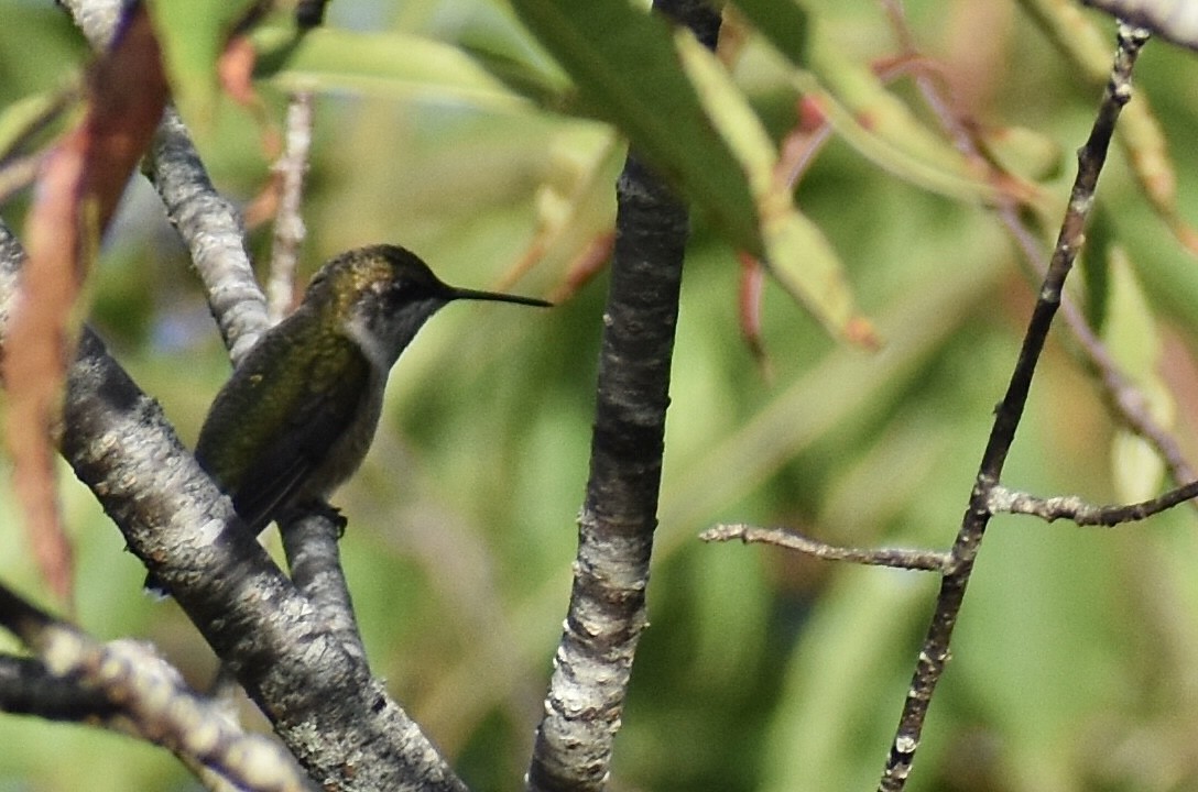 Ruby-throated Hummingbird - ML621227912