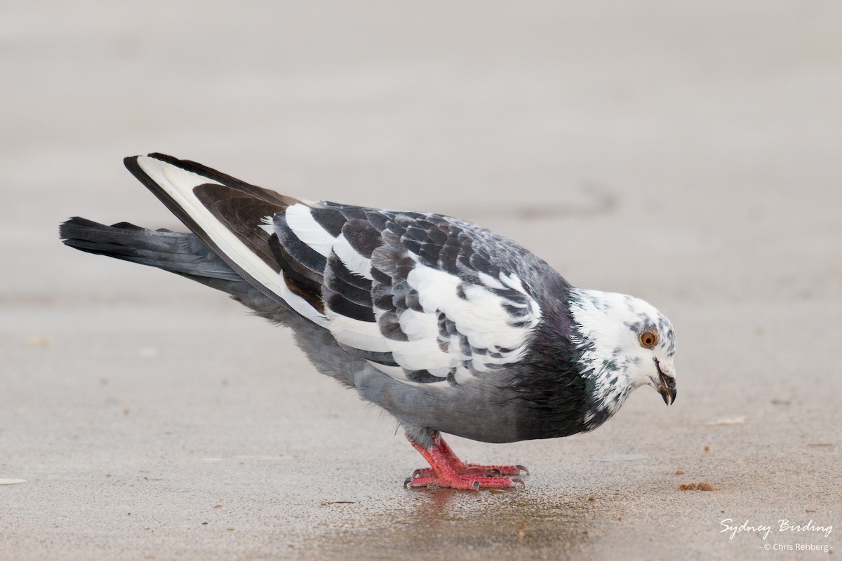 Rock Pigeon (Feral Pigeon) - ML621227935