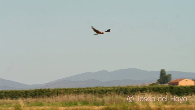 Montagu's Harrier - ML621227941