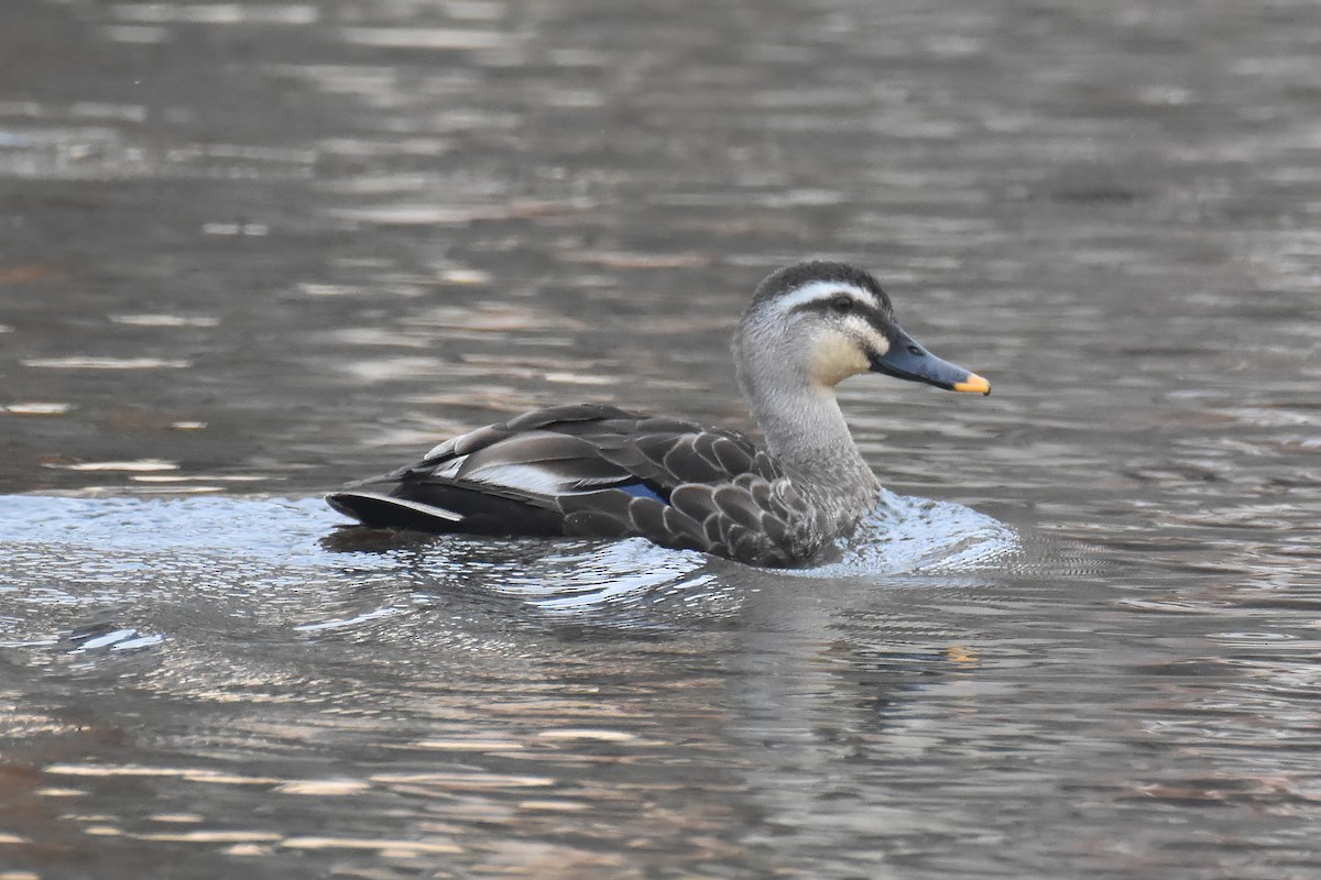 Eastern Spot-billed Duck - ML621227943