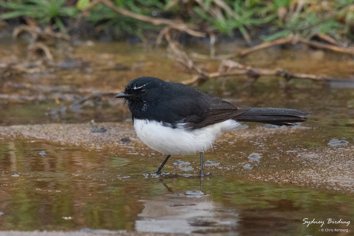 Willie-wagtail - ML621227949