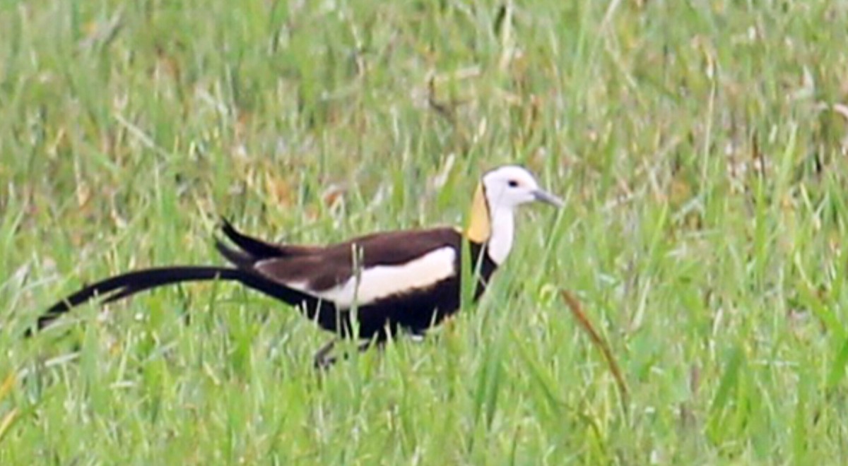 Pheasant-tailed Jacana - ML621228008