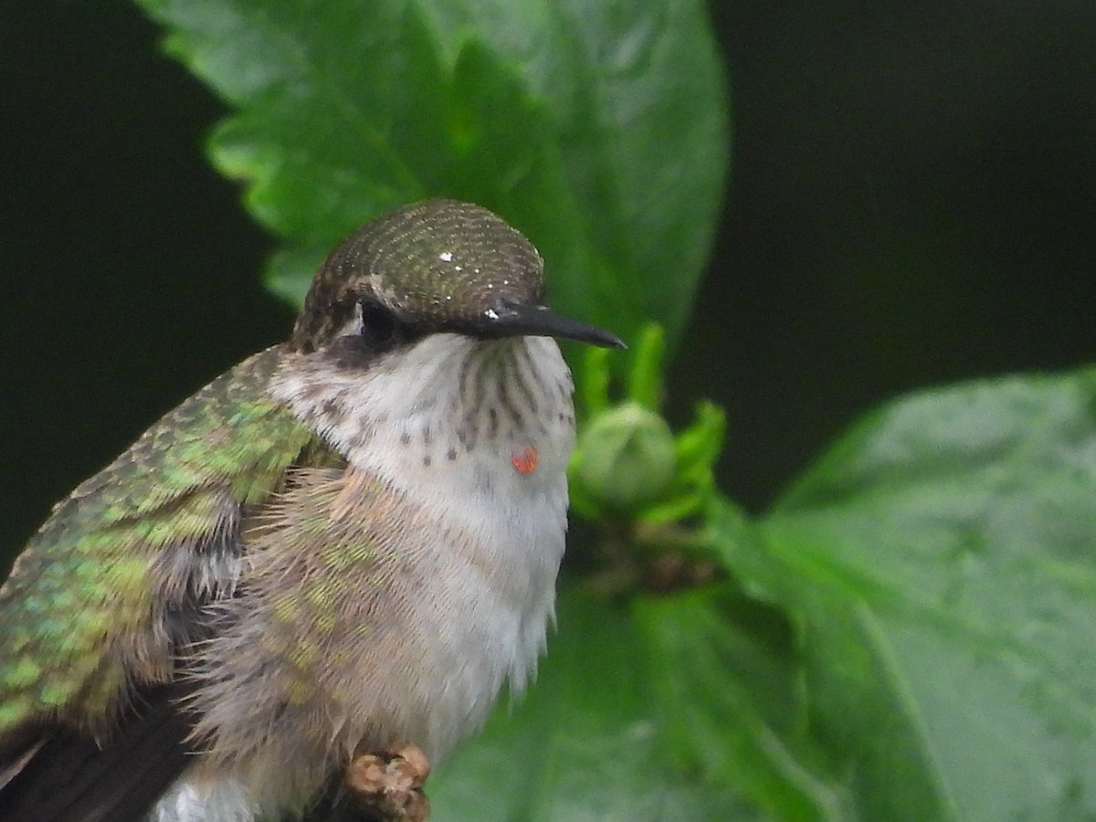 Ruby-throated Hummingbird - ML621228018
