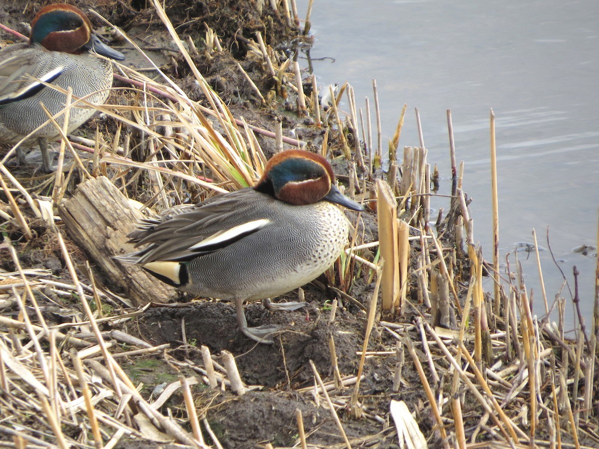 Green-winged Teal - ML621228019