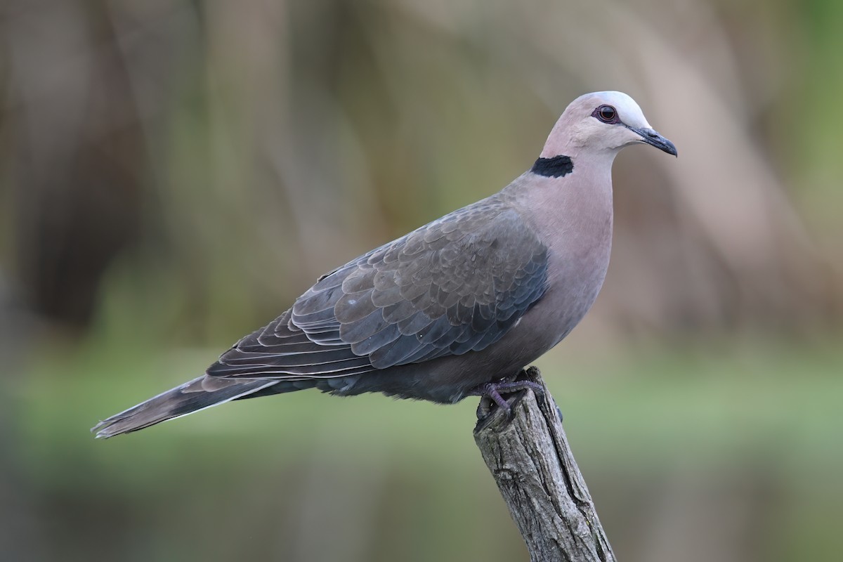Red-eyed Dove - ML621228024