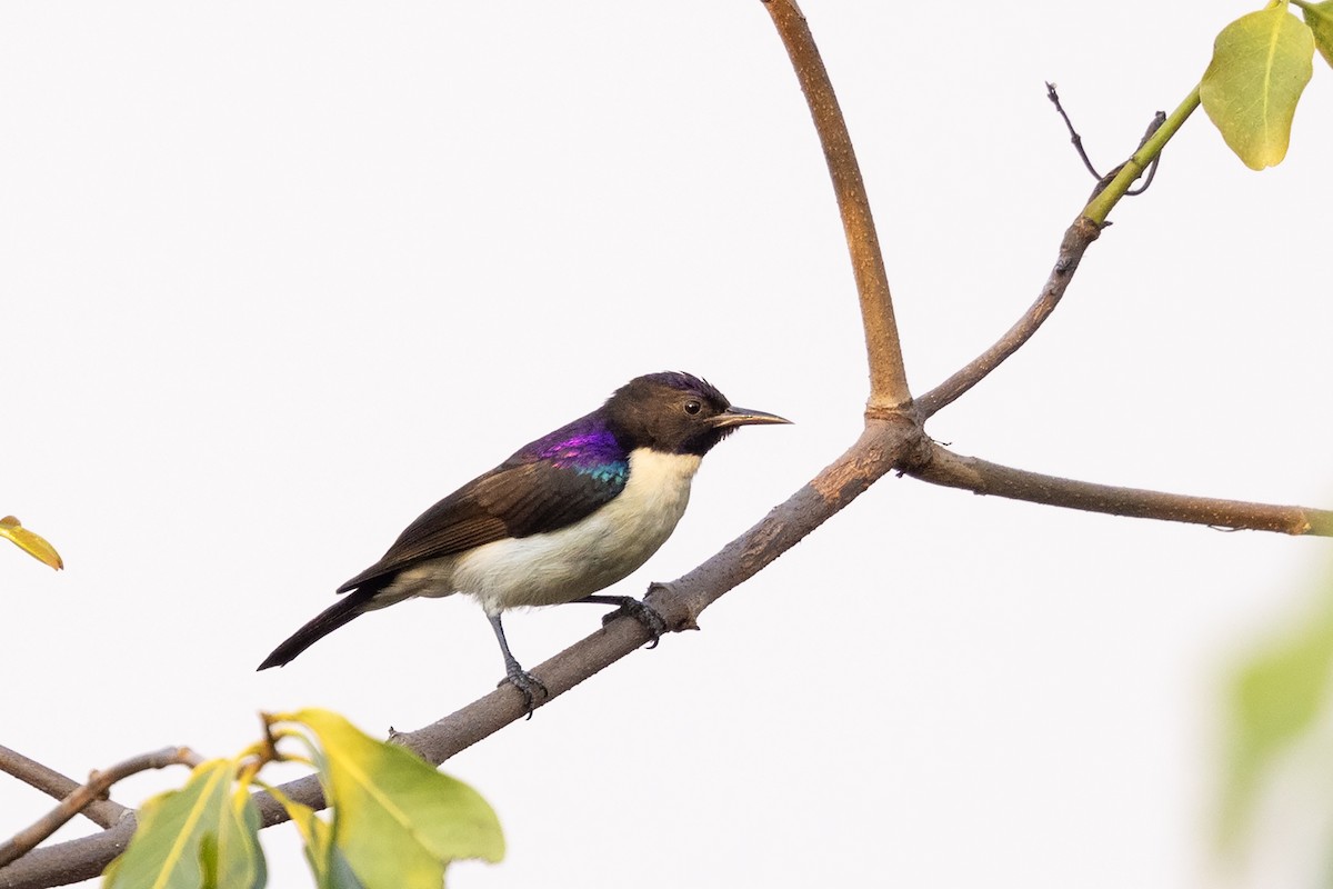Western Violet-backed Sunbird (Southern) - ML621228029